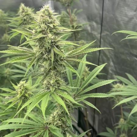Grow 4.1 | Humboldt | California Haze