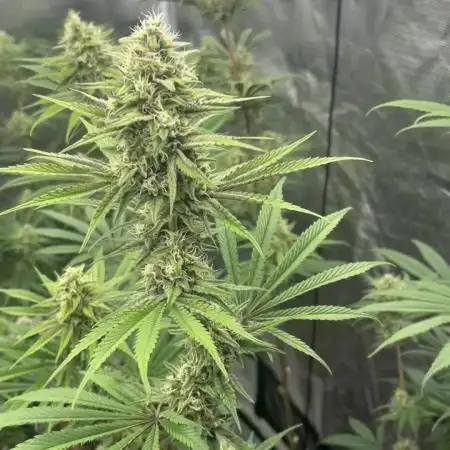 Grow 4.1 | Humboldt | California Haze