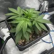 8 Sensible Seeds Bruce Banner 3 CBD