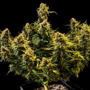 Grow | 02.3 | Dec 2024 | Blueberry