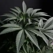 Grow 6.3 | Mendo Dope Farms | Skoochie