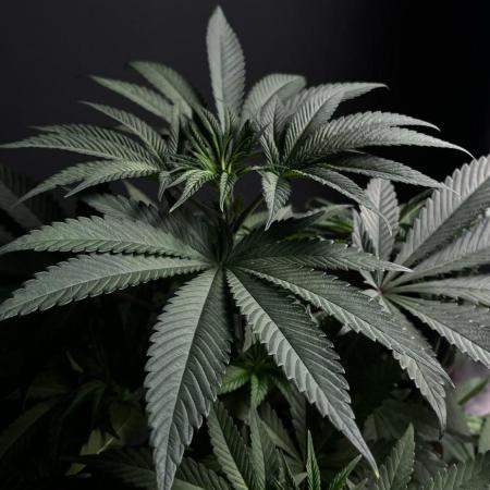 Grow 6.3 | Mendo Dope Farms | Skoochie