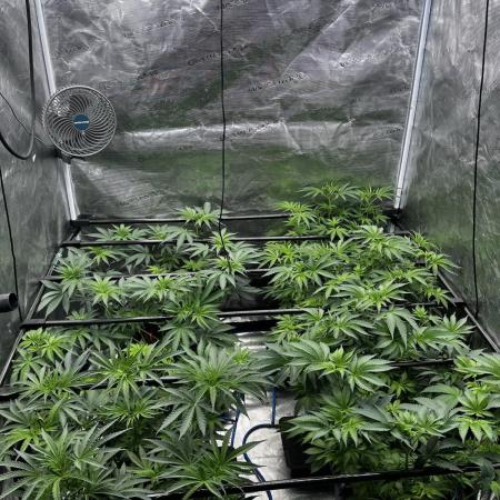 Grow 6.2 | Doctors Choice | Black Mamba