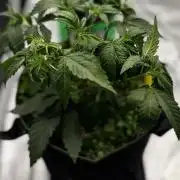 Grow 7.6 | Green House | Super Banana
