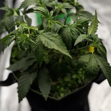 Grow 7.6 | Green House | Super Banana
