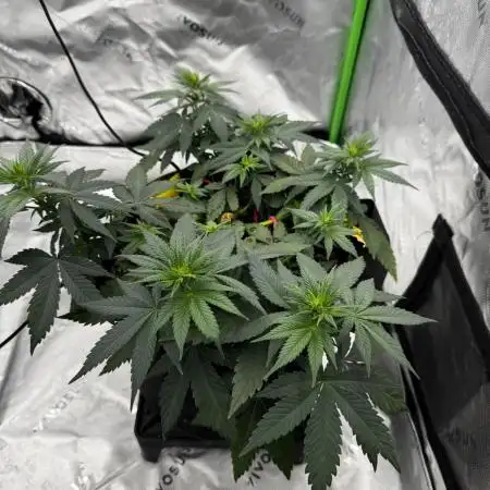 Grow 7.3 Kannabia | Mexican Sativa Fem.