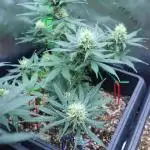 GROW | 5.1 | Divine Seeds Auto Moon Rock