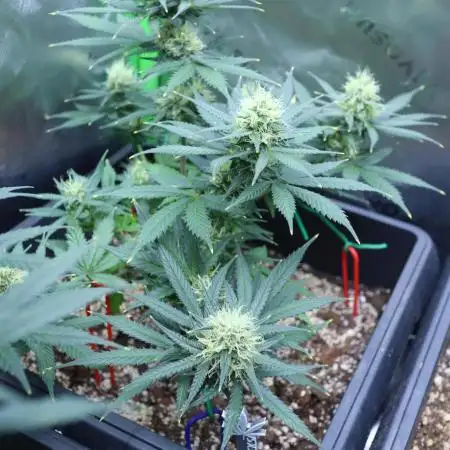 GROW | 5.1 | Divine Seeds Auto Moon Rock