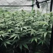 8 Delicious Seeds | Deep Mandarine