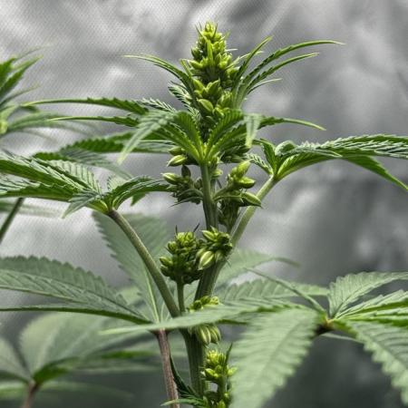 Grow 6.3 | Mendo Dope Farms | Skoochie