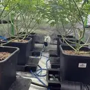 8 World of Seeds | Mongolia THC Free