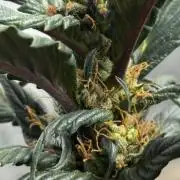 Grow 7.7 | Terpyz | Spicy Temp. RG
