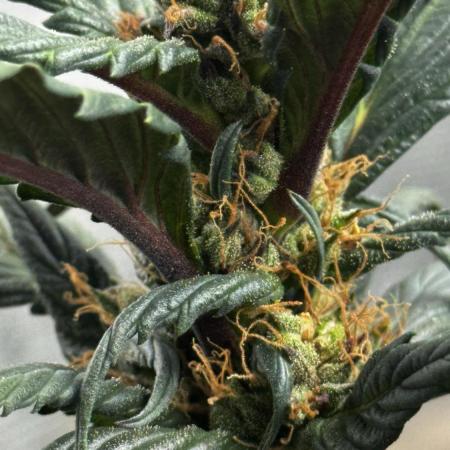 Grow 7.7 | Terpyz | Spicy Temp. RG
