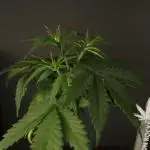 GROW | 5.1 | Divine Seeds Auto Moon Rock