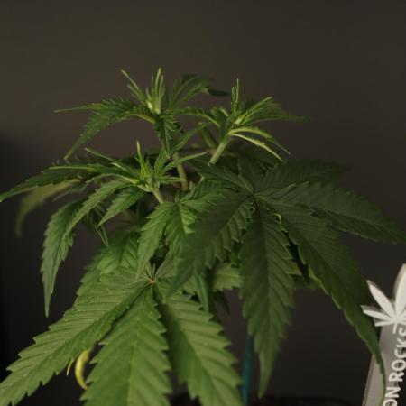GROW | 5.1 | Divine Seeds Auto Moon Rock