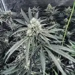 Grow 4.0 | Humboldt | Hi-Biscus