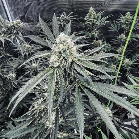 Grow 4.0 | Humboldt | Hi-Biscus