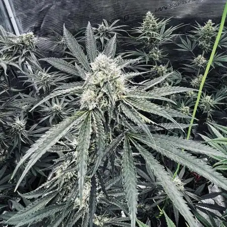Grow 4.0 | Humboldt | Hi-Biscus