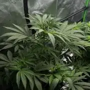 Grow 6.3 | Mendo Dope Farms | Skoochie