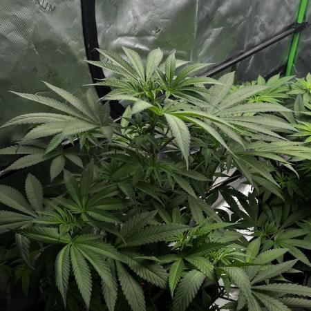 Grow 6.3 | Mendo Dope Farms | Skoochie