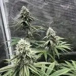 Grow 5.3| Zamnesia | Lemon Cherry Gelato