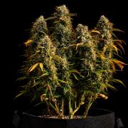 Grow | 01 | Sep. 2024
