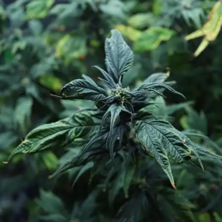 Grow 3.2 | Terpyz | Blueberry Lime Kush AD