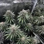 Grow 5.4 | Zamnesia | Purple Urkle