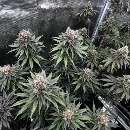 Grow 5.4 | Zamnesia | Purple Urkle