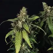 Grow 7.5 | Green House | Shishka Lemon