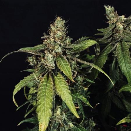 Grow 7.5 | Green House | Shishka Lemon