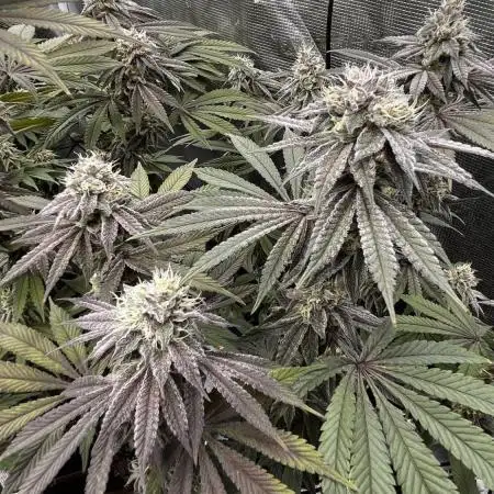 Grow 3.1 | Zamnesia | Skywalker OG