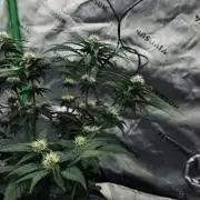 Grow 7.4 | Zamnesia| GMO Cookies