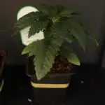 Grow 5.5 | Humboldt | Vanilla Frosting