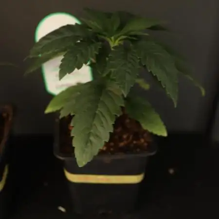 Grow 5.5 | Humboldt | Vanilla Frosting