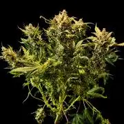 Grow | 02.0 | Dec 2024 | Mimosa