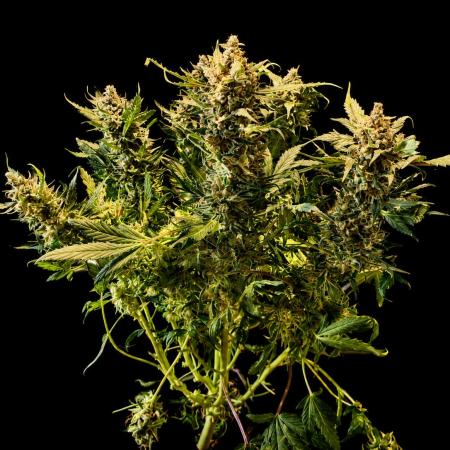 Grow | 02.0 | Dec 2024 | Mimosa