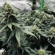Grow 7.3 Kannabia | Mexican Sativa Fem.