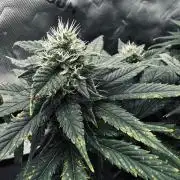 Grow 7.4 | Zamnesia| GMO Cookies