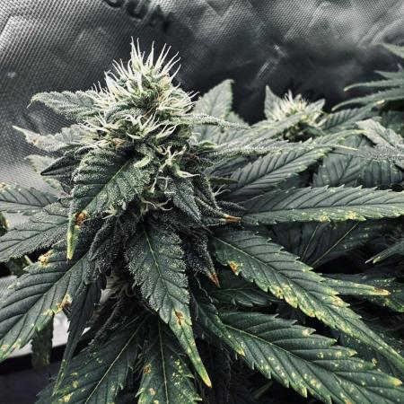 Grow 7.4 | Zamnesia| GMO Cookies