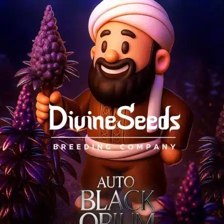 Grow 5.2 | Divine Seeds Auto Black Opium