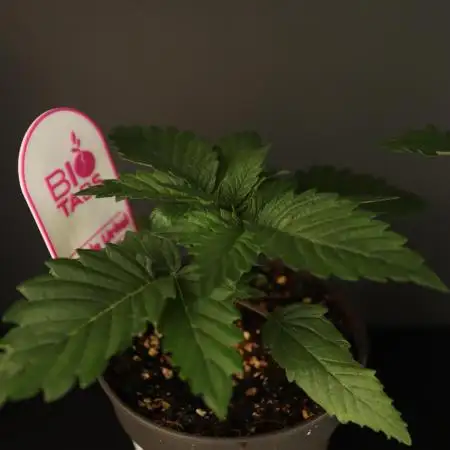 Grow 5.4 | Zamnesia | Purple Urkle