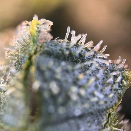 Grow | 02.0 | Dec 2024 | Mimosa
