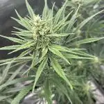 Grow 4.1 | Humboldt | California Haze