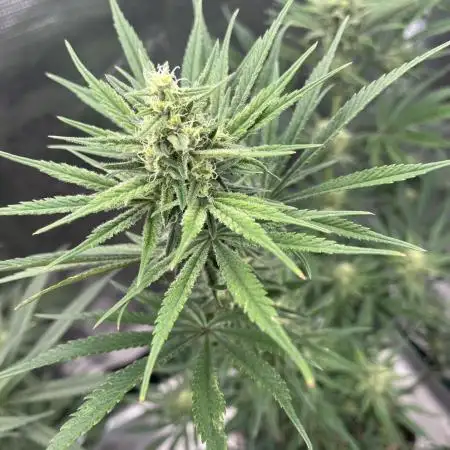 Grow 4.1 | Humboldt | California Haze