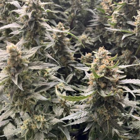 Grow | 02.3 | Dec 2024 | Blueberry