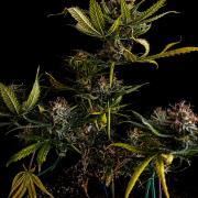 GROW | 5.1 | Divine Seeds Auto Moon Rock