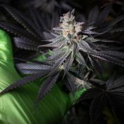 Grow 6.3 | Mendo Dope Farms | Skoochie