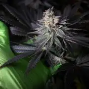 Grow 6.3 | Mendo Dope Farms | Skoochie
