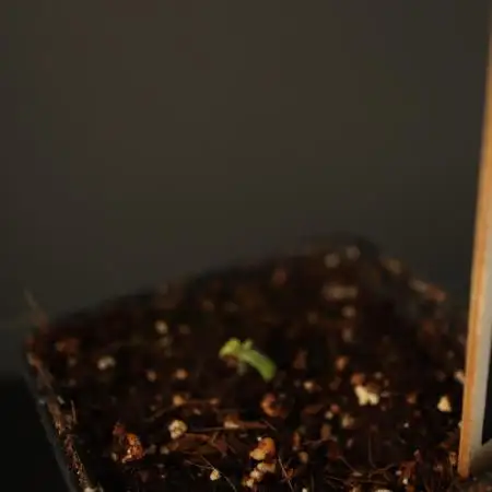 Grow 5.3 | Divine Seeds | Rapier Auto
